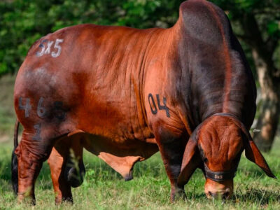 Des très bons bœufs de chaire mis en vente