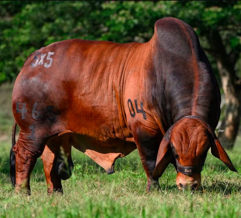 Des très bons bœufs de chaire mis en vente