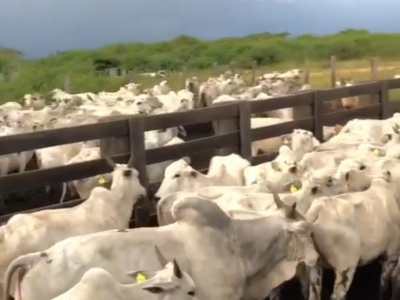 Des très bons bœufs de chaire mis en vente