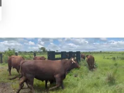 Des très bons bœufs de chaire mis en vente