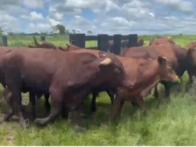 Des très bons bœufs de chaire mis en vente