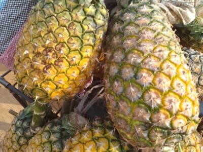 Ananas naturels de bonne qualité