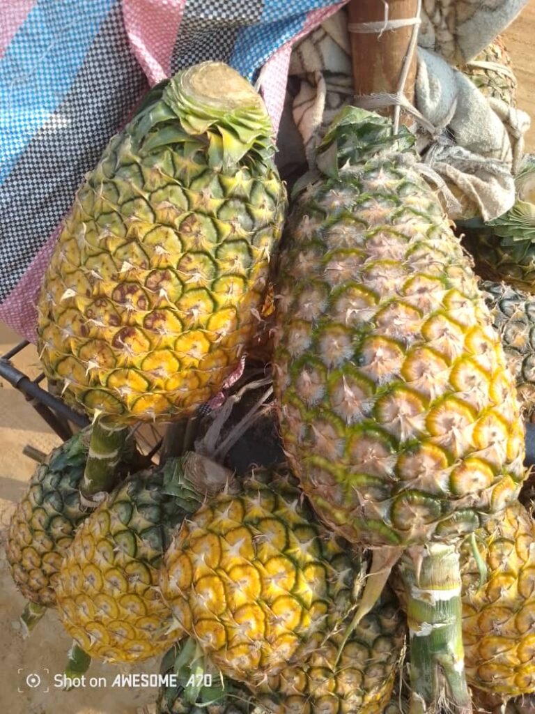 Ananas naturels de bonne qualité