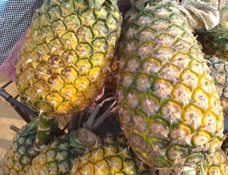 Ananas naturels de bonne qualité