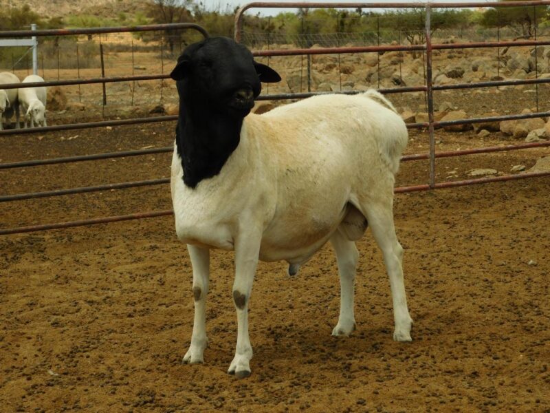 Chèvre de chaire DAMARA ET DOPPER en vente