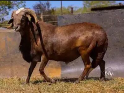 Chèvre de chaire DAMARA ET DOPPER en vente