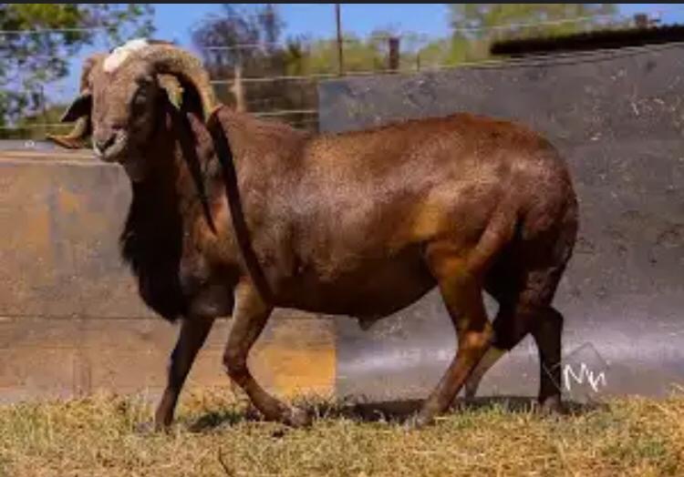 Chèvre de chaire DAMARA ET DOPPER en vente