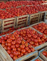 Plantules de tomate TOVISTAR F1 en vente