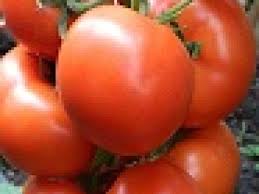 Plantules de tomate TOVISTAR F1 en vente