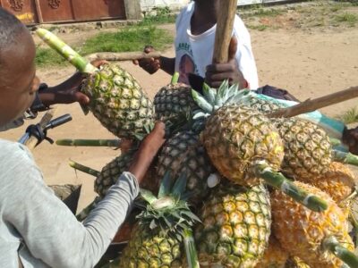 Ananas naturels de bonne qualité