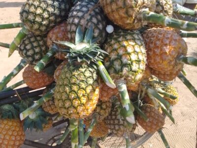 Ananas naturels de bonne qualité