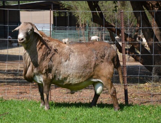 Chèvre de chaire DAMARA ET DOPPER en vente