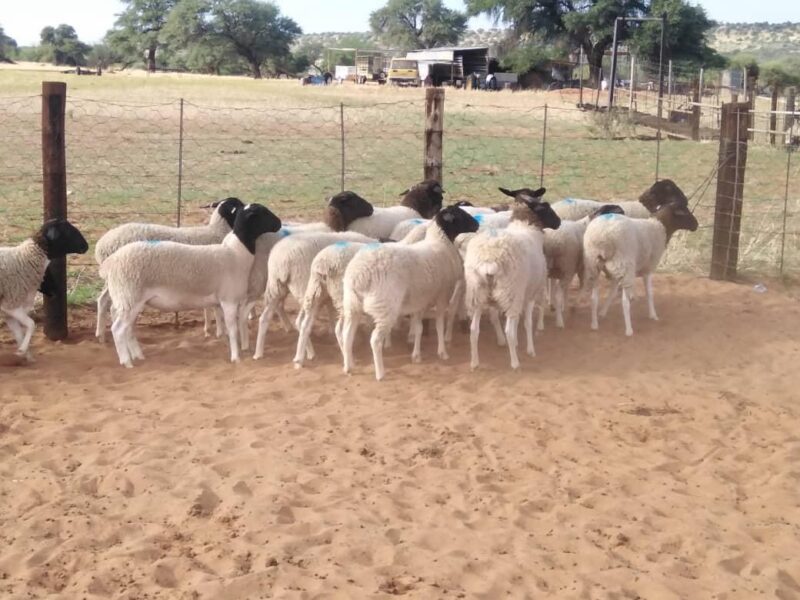 Chèvre de chaire DAMARA ET DOPPER en vente