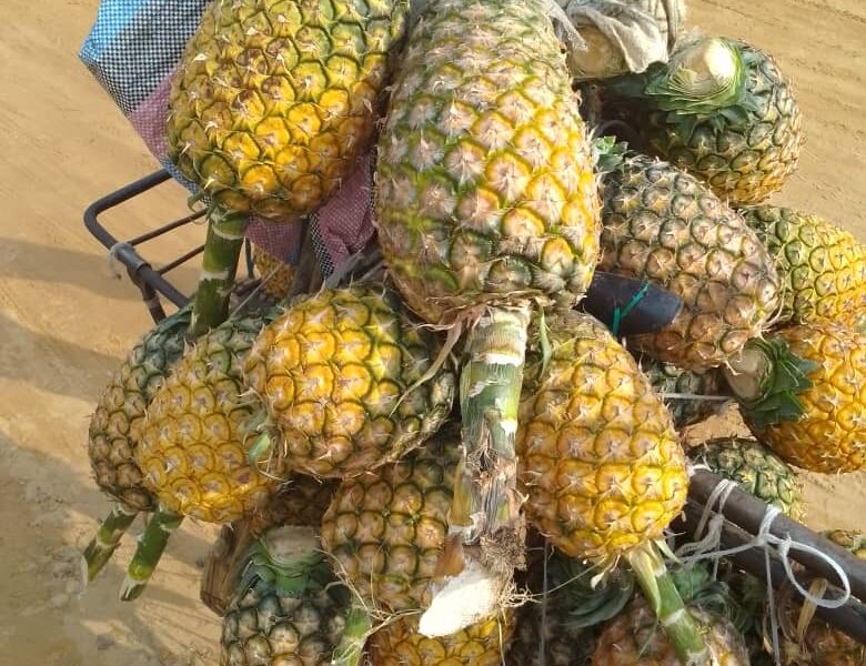 Ananas naturels de bonne qualité